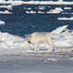 In desperation, some reindeer have resorted to eating kelp and seaweed.